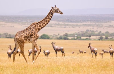 13 Days Maasai Mara, Lake Naivasha & Diani Beach Kenya Safari Tour Package highlight 4