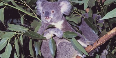 8 Days Brisbane, Lone Pine, Tangalooma & Gold Coast Holiday Package tour photo 2