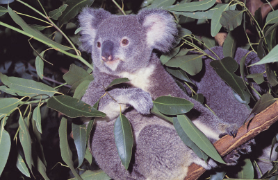 8 Days Brisbane, Lone Pine, Tangalooma & Gold Coast Holiday Package highlight 2