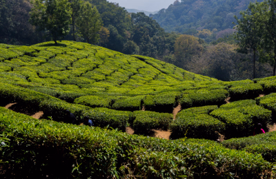 7 Days Luxury Kerala Tour from Kochi to Kumarakom highlight 1