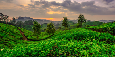 8 Days Luxury Kochi, Munnar, Thekkady & Kumarakom Tour Package tour photo 2