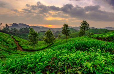 8 Days Luxury Kochi, Munnar, Thekkady & Kumarakom Tour Package highlight 2