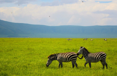 9 Days Tarangire, Serengeti, Ngorongoro & Zanzibar Tour Package highlight 2