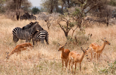 9 Days Tarangire, Serengeti, Ngorongoro & Zanzibar Tour Package highlight 4