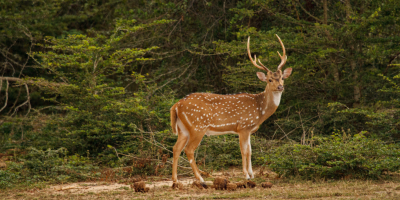 11 Days Sri Lanka Luxury Tour Package tour photo 2