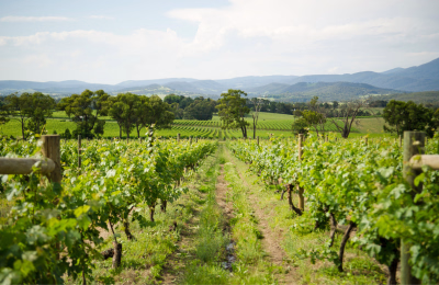 6 Days Melbourne Holiday with Yarra Valley & Phillip Island highlight 3