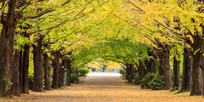 8 Days Japan Autumn Leaves Tour with Osaka, Kyoto, Tokyo and Mount Fuji tour photo 1