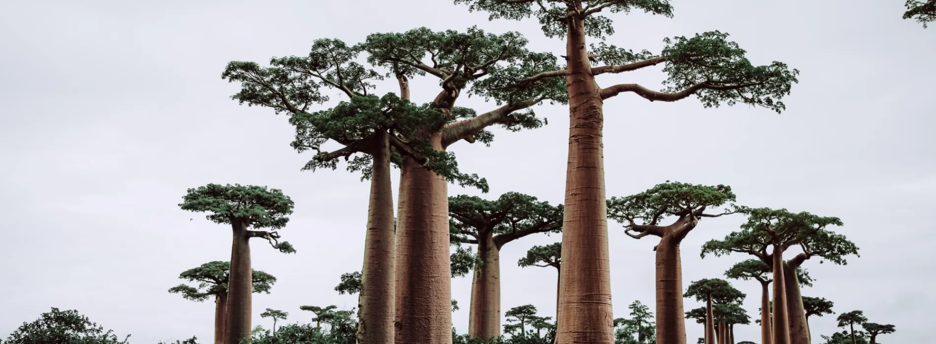 Madagascar