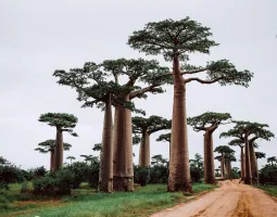 Madagascar
