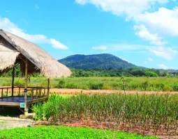 Poyotomo Gunung Bintan