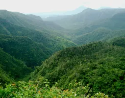 Black River Gorges National Park