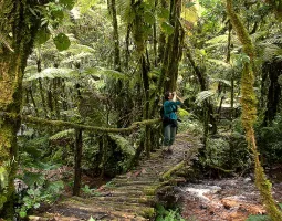 Bwindi Impenetrable Forest