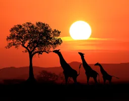 Kenya