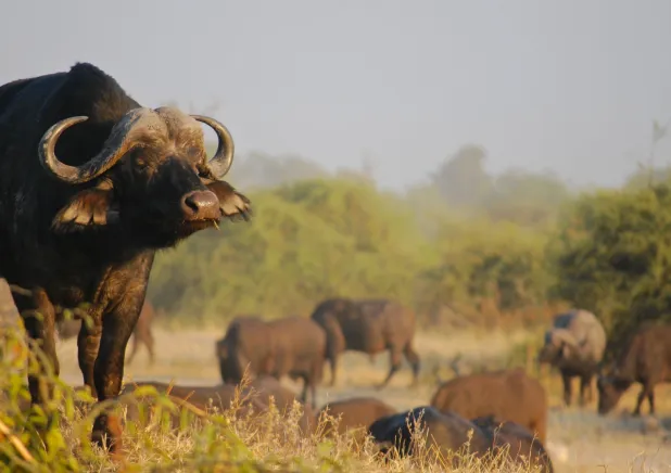 11 Days Best of South Africa & Kruger Big-Five Safari with Cape Town, Garden Route & Wildlife Adventure