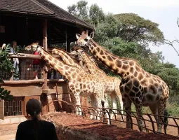 Giraffe Centre