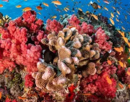 Great Barrier Reef