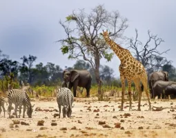 Hwange National Park