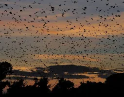 Kasanka National Park