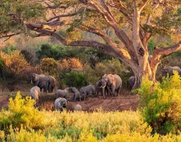 Kuger National Park