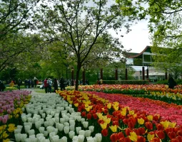 Keukenhof Gardens