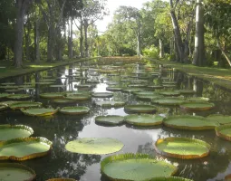 Pamplemousse Botanical Gardens