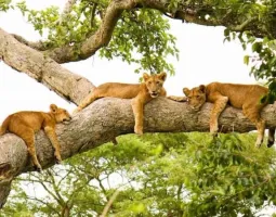Queen Elizabeth National Park