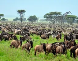Serengeti National Park