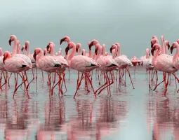 Walvis Bay Flamingo