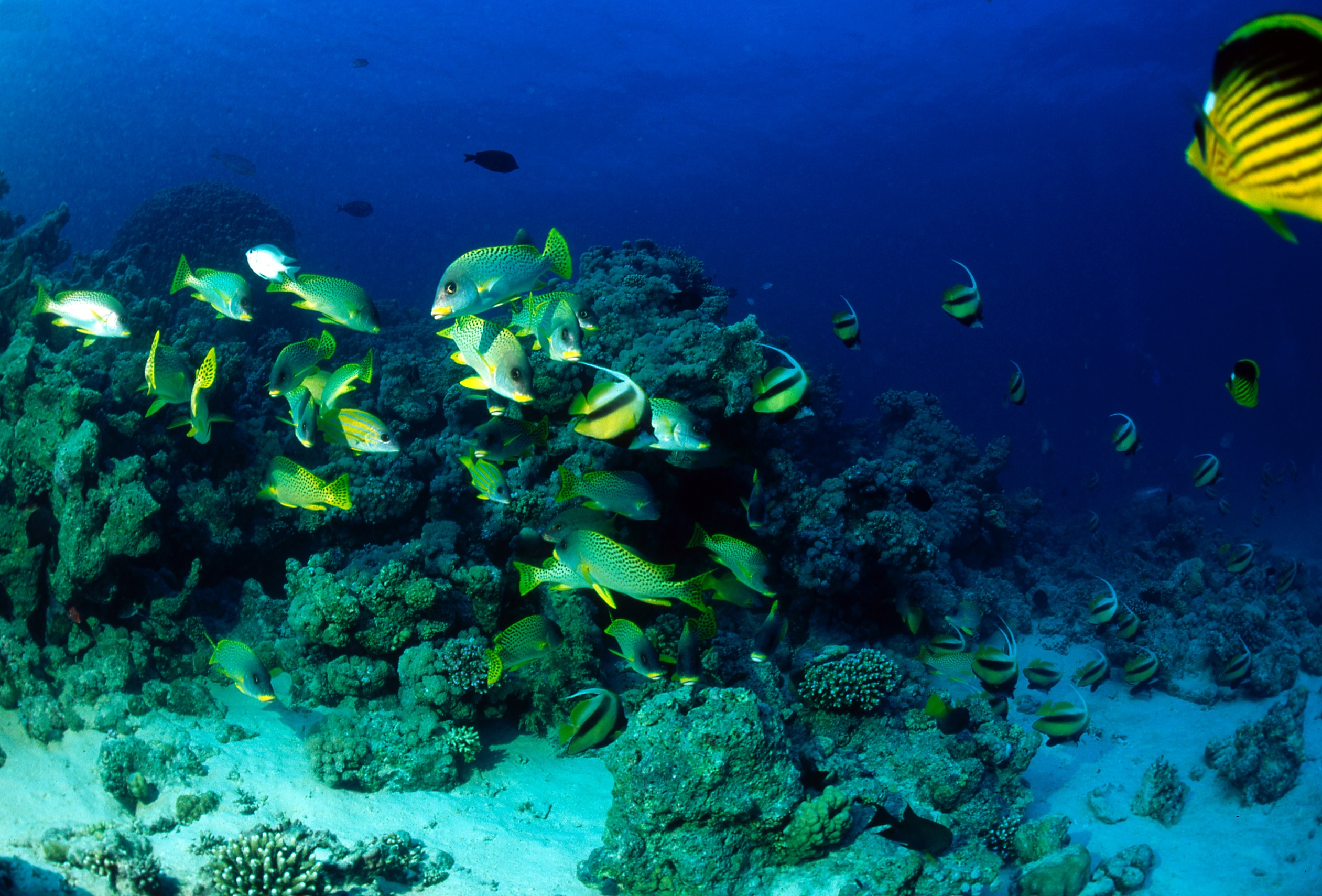 All Inclusive in Hurghada Tour Package