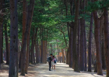 Seoul, Nami Island & Everland Getaway in 5-Days