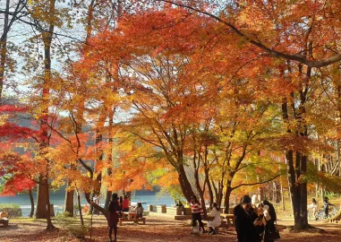 Seoul & Nami Island in 5 Days