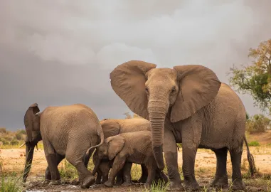 9 Days in Cape Town & Kruger Safari Adventure with Private South Africa Tour