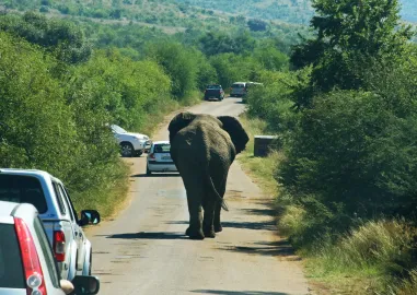 10 Days Best of South Africa & Pilanesberg Big-Five Safari