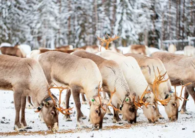 Finland Lapland Explorer: 6-Day Independent Tour