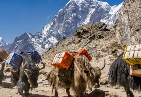 Day 06: Debuche to Dingboche (4,240m), 9.5 Km. 5 hours walking.