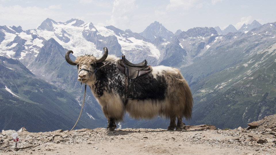 Day 06: Trek from Pikey Base Camp to Jhapre 2825m, 5 hours, distance 15km