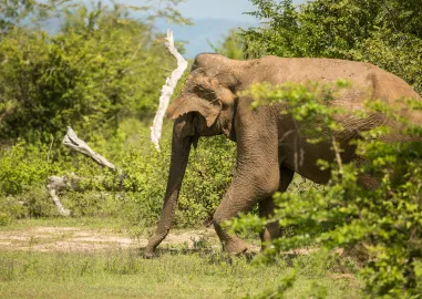 Let's Go Sri Lanka with Jeepney Safari Tour