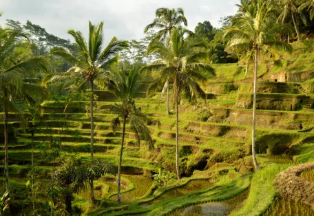 Day 3: Transfer to Ubud (Mountain Retreat)