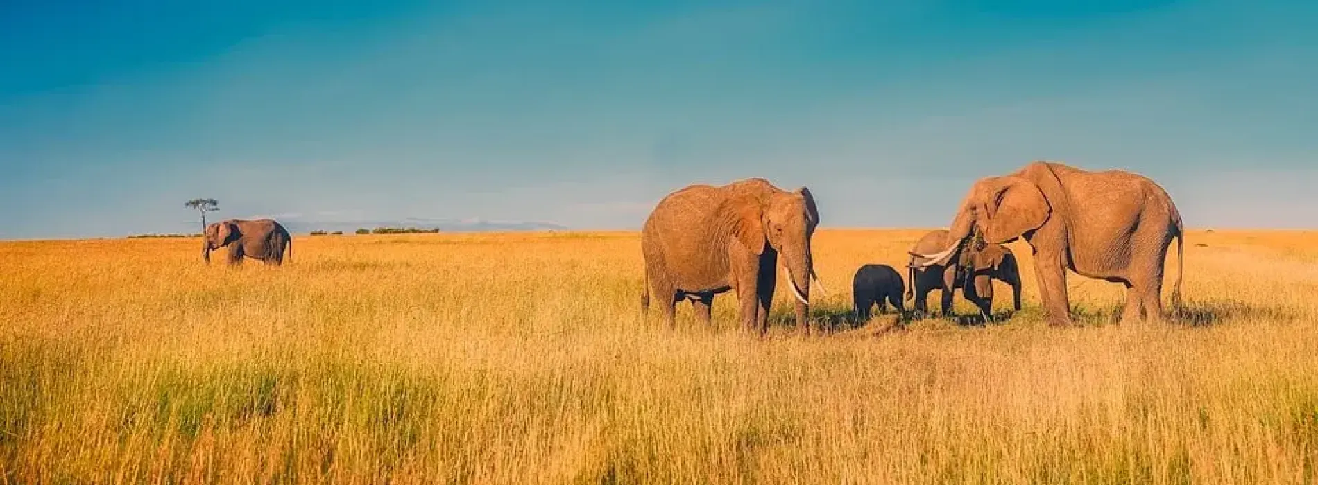 Africa