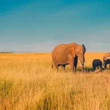 Africa