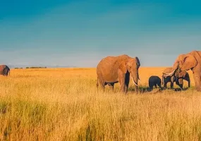 Africa