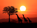 Kenya