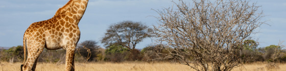 9D8N South Africa Safari & Cape Town Tour