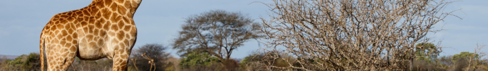 9D8N South Africa Safari & Cape Town Tour