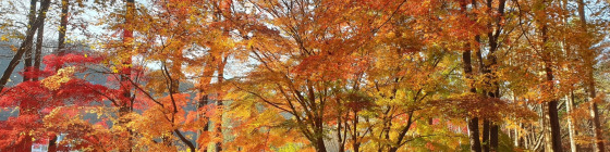 Seoul & Nami Island in 5 Days