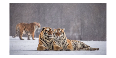 9-Day China Ice & Snow Tour tour photo 1