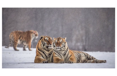 9-Day China Ice & Snow Tour highlight 1