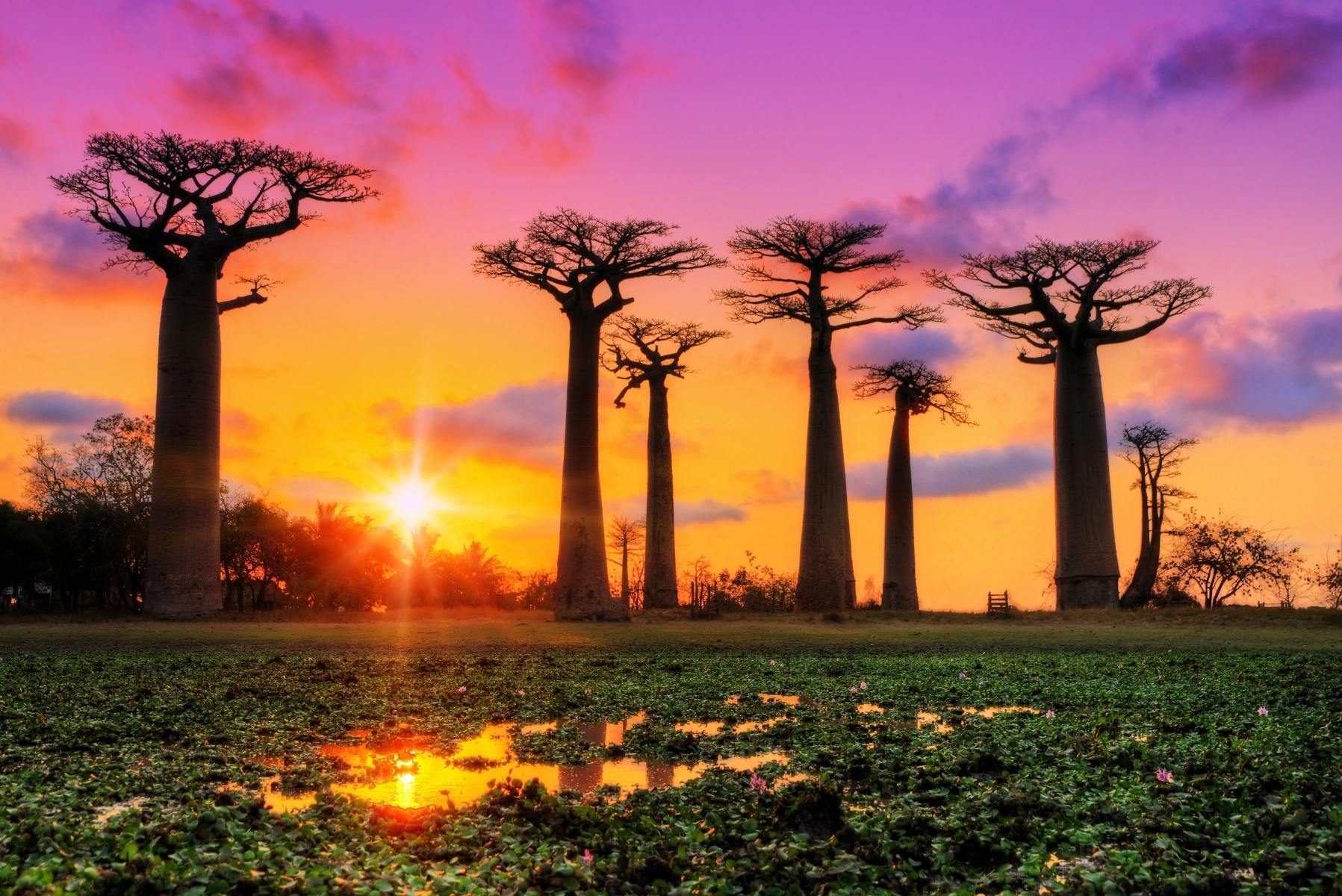 Baobab Avenue