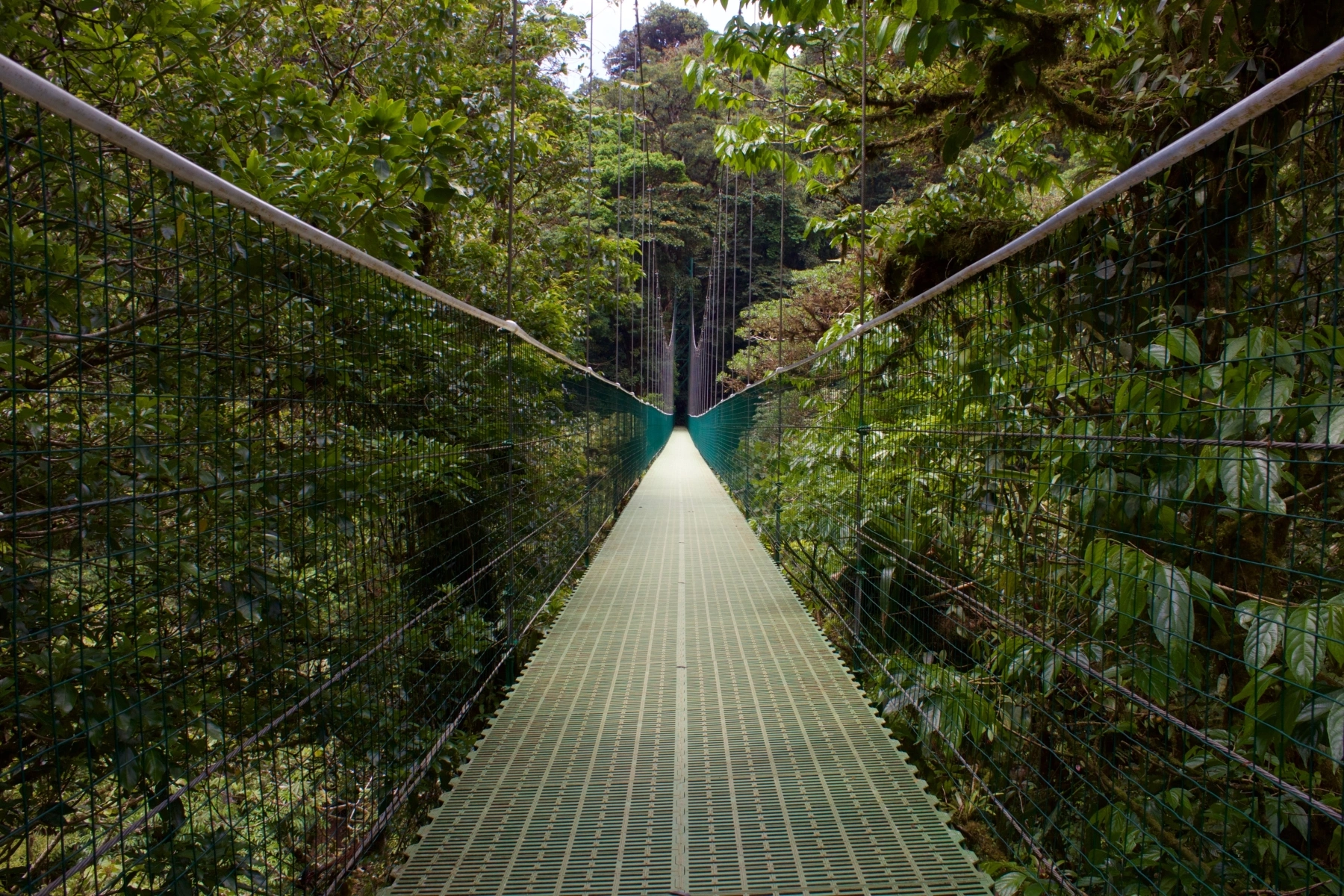 Monteverde Cloud Forest Reserve