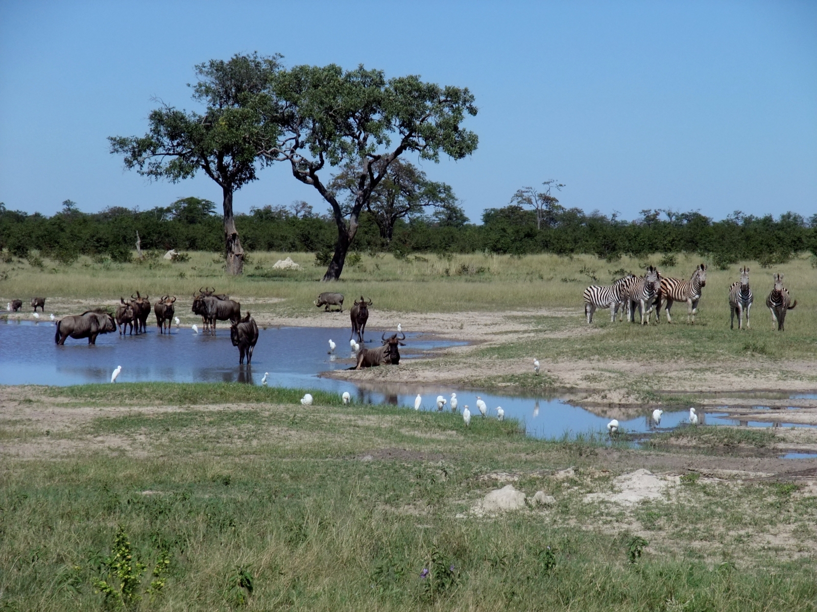 Chobe National Park